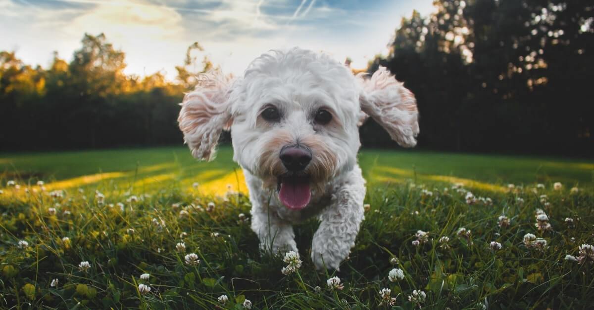 Make Your Dog Really Happy With These 10 Easy Tips